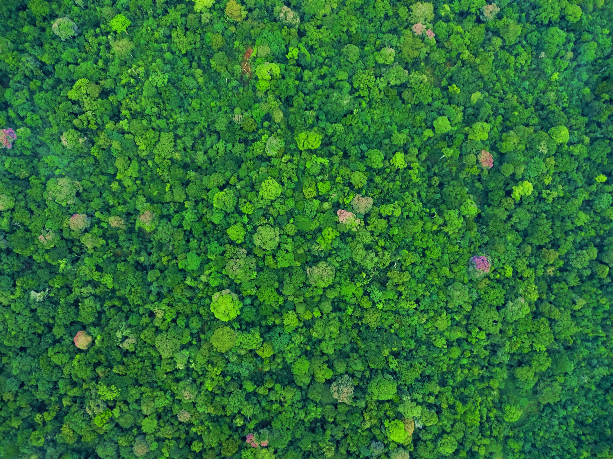 Imagen tomada de los bosques tropicales desde las alturas