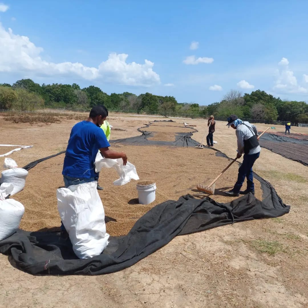 MIDA-COLON BRINDA APOYO A PRODUCTORES DE CAFE.